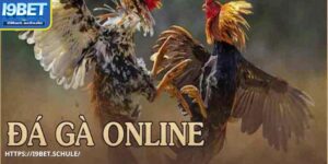 Đá Gà I9BET – Hơn 10.000 Trận Đấu Hấp Dẫn Mỗi Tháng