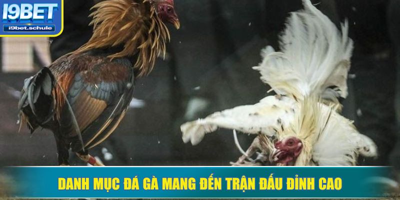 Danh mục đá gà mang đến trận đấu đỉnh cao