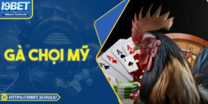 Tìm Hiểu Gà Chọi Mỹ: Sức Mạnh Vô Song & Đỉnh Cao Tại I9BET