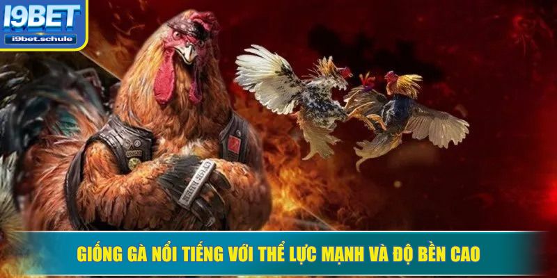 Giống gà nổi tiếng với thể lực mạnh và độ bền cao