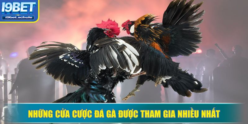 Những cửa cược đá gà được tham gia nhiều nhất