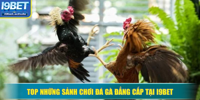 Top những sảnh chơi đá gà đẳng cấp tại I9BET