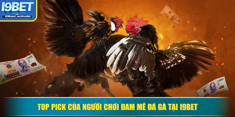 Top pick của người chơi đam mê đá gà tại I9BET