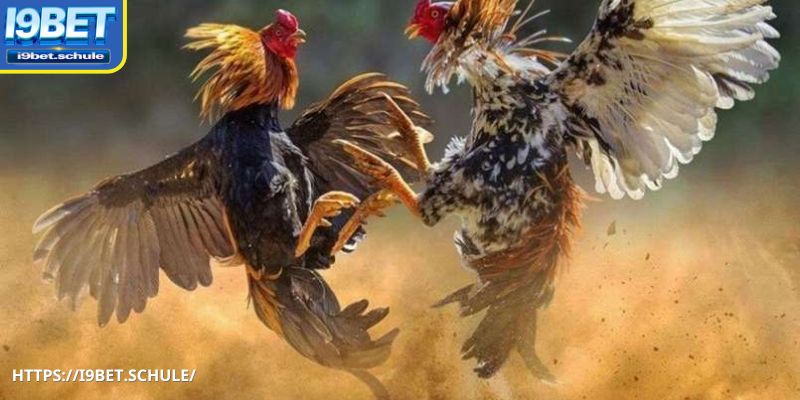 Trải nghiệm đa dạng các phong cách đá gà tại I9BET 
